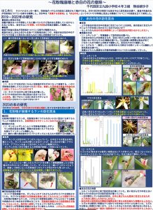 12.熊谷 緋沙子　小４『ネジバナの特徴から探る植物の進化~花粉塊崩壊と赤白の花の意味~』